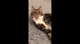 Cat got your tongue? Cat with MASSIVE tongue!