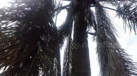 Chipmunks eating and playing in palm tree