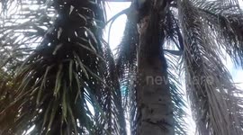 Chipmunks eating and playing in palm tree - V2