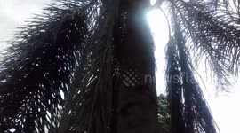 Chipmunks eating and playing in palm tree - V3