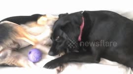Dogs fighting playfully for ball