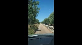 Driving through olive groves, Italy