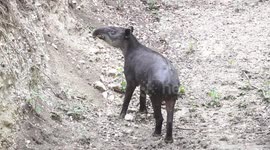 Rare Baird's tapir sighting in Mayan Biosphere Reserve in Guatemala