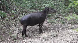 Rare Baird's tapir sighting in Mayan Biosphere Reserve in Guatemala
