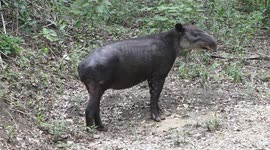 Rare Baird's tapir sighting in Mayan Biosphere Reserve in Guatemala