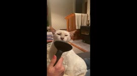 Cat in a state of bliss during grooming session in New Zealand home