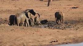 Elephant herd have sloppy mud bath together in South African game reserve