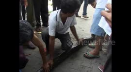 Indonesian famers struggle to remove huge python from gutter