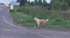 Loyal pet dog has been waiting by the roadside for FOUR years after 'falling from owner's truck