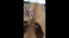 Cat dancing spinning around on a Tassle