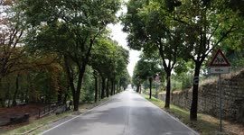 Perspective Trees' Street View