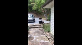 Family visiting Tennessee shocked to find bear and three cubs rummaging around in their car
