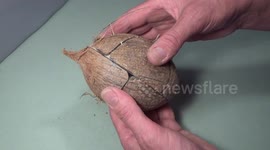 Man makes a working Rubik's Cube from a coconut!