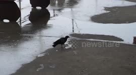 Pigeon rotates head upwards at difficult angle