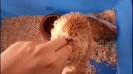 Apparently this hedgehog hates being tickled