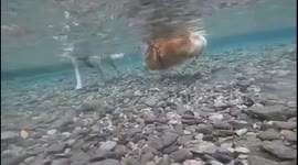 Corgi has hard time keeping up swimming with long-legged friend