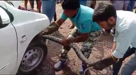 Eight-foot-python pulled out of car suspension in east India