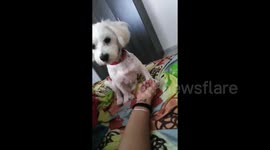 My dog wants caresses