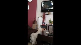World's cutest puppy