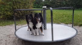 Tricolor Shelties on a roundabout