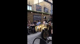 Great Dane spotted riding in motorbike sidecar through London