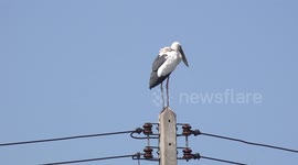 An open bill stork on an electric pole, he suddenly takes off.