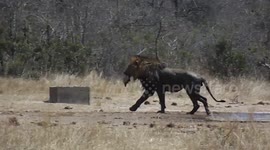 3 Male Lions Tear Impala Into 3 Pieces