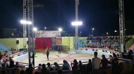 Guy Survive 3 Cobra Snakes In Circus