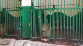 Separated Lion Got Depressed Of Female Fight