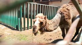 50 Year Old Camel Still Eats Fresh raw green Materials