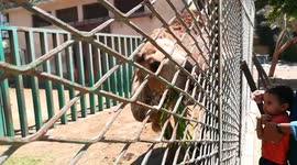 Boy Feeds Out 50 Year Old Hungry Camel