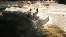 Adorable Couple Pink Pelican Fresh Up After Hot Bath