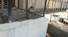 Boy Feeding Chlorocebus aethiops In Zoo