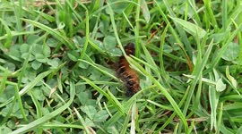 Caterpillar crawling through grass