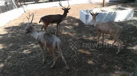 Family Of Nile Lechwe Deers Transferred To Giza Zoo