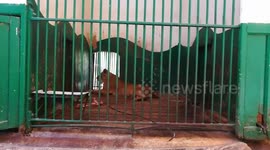 40 Year Old Horned Brown Defassa Waterbuck Spotted In Zoo