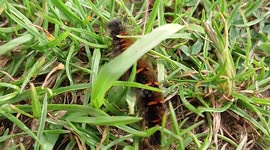 Caterpillar crawling through grass (shorter) with less background noises
