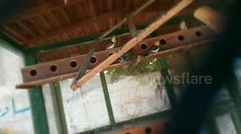 Cage Full Of Cockatiel Birds For Home Raise