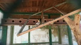 Boy Checking Some Cockatiel Birds To Buy