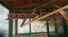 Beautiful Group Of Cockatiel Birds