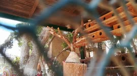 Adorable Couple Birds Fly In Zoo Cage For Visitors