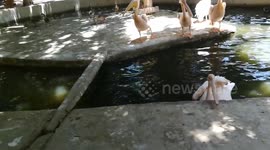 Boy Invites Pink Pelican To Eat Fish