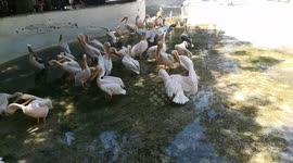 African Pink Pelican In Egyptian Zoo