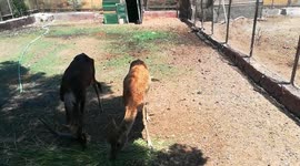 Female Nile Lechwe Eats With Beloved Male In Zoo