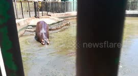 Baby Hippo Gets In Dirty Zoo Water