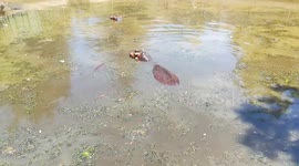 How Can Hippos Live In Dirty Zoo Water