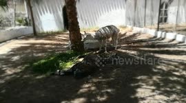 Male Camelidae Lama Fell Out Faint On Zoo Ground