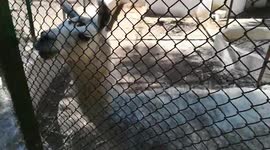 Little Boy Feeds Camelidae Lama Out Of Zoo Fence