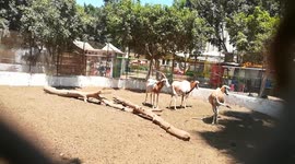 Visitors Enjoyed Seeing Rare White Horned Oryx