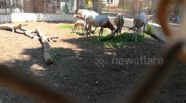 Tourist Records Zoo Cage Full Of Horned Oryx